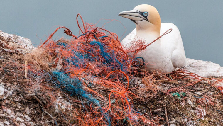 Reti fantasma: gli strumenti da pesca fantasma che uccidono i mari - immagine di copertina