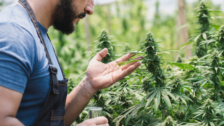 Viaggi da sballo: i paesi che tollerano la cannabis - immagine di copertina