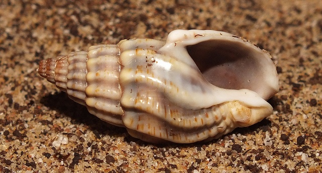 canadilla - frutti di mare strani