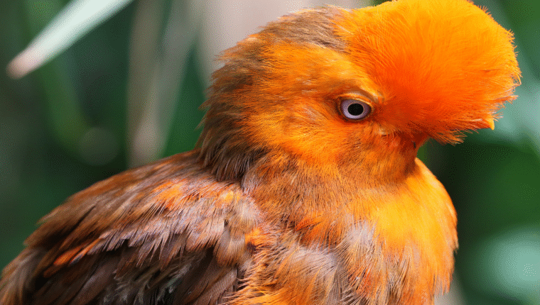 Animali strani: la rupicola, un uccello delle foreste tropicali andine - immagine di copertina