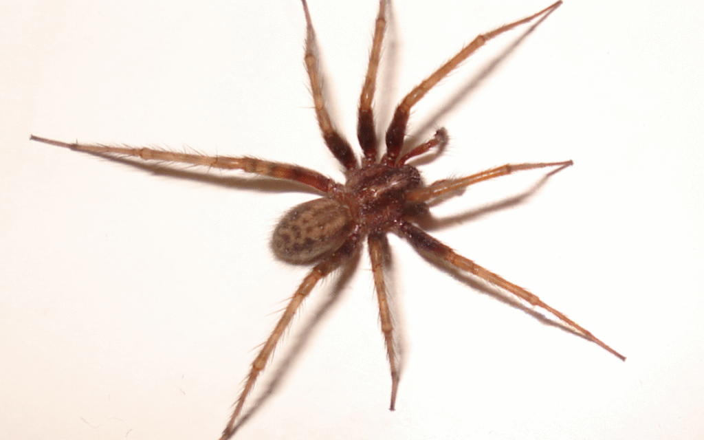 ragno domestico - ragnatela gigante