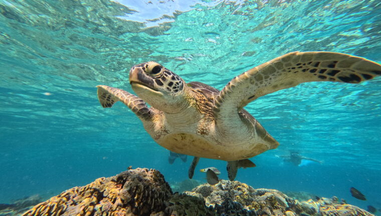 Tartarughe marine: ecco i comportamenti da evitare - immagine di copertina