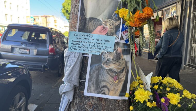 Un robotaxi ha ucciso il gatto più amato di San Francisco - immagine di copertina