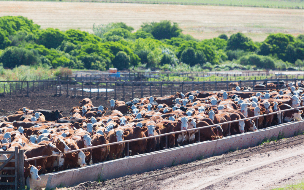 20 vergogne 20 regioni - emilia