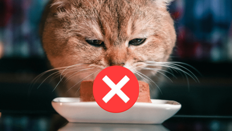 Cosa NON deve mangiare un gatto: 14 alimenti da evitare sempre - immagine di copertina