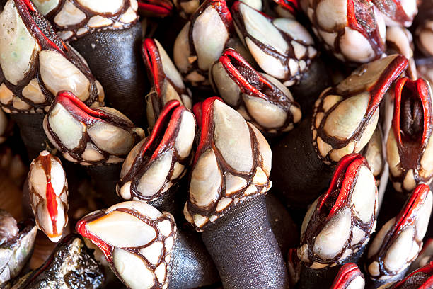 percebes