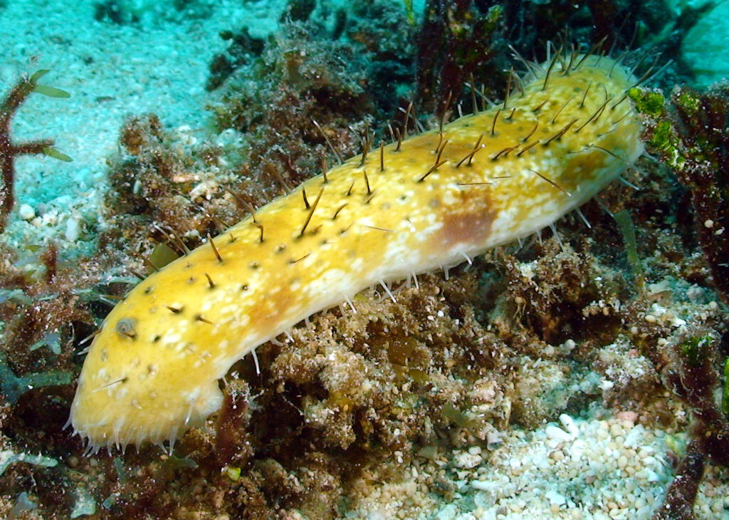 cetriolo di mare