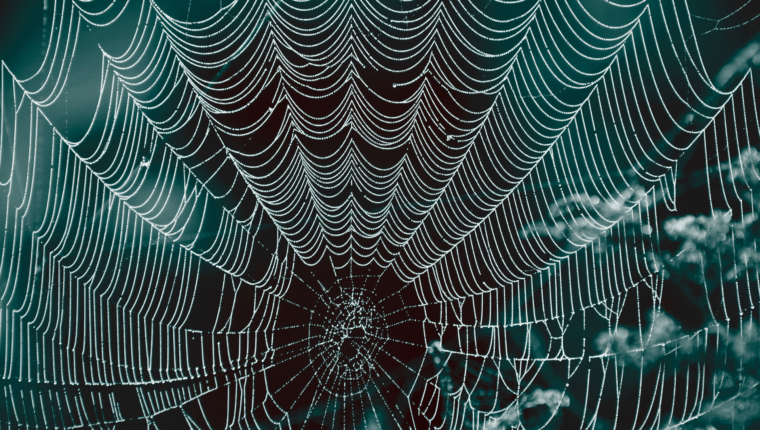 Una colonia di 111.000 ragni nella più grande ragnatela mai documentata - immagine di copertina