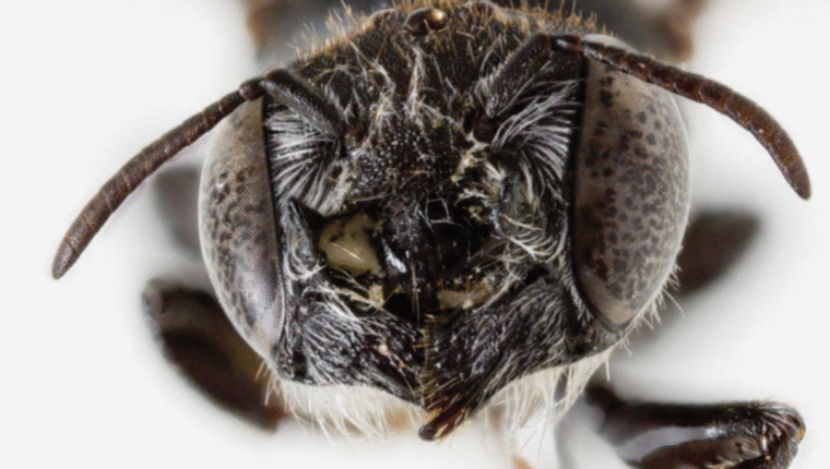 Animali strani: cosa sapere sull'ape Lucifero scoperta in Australia - immagine di copertina