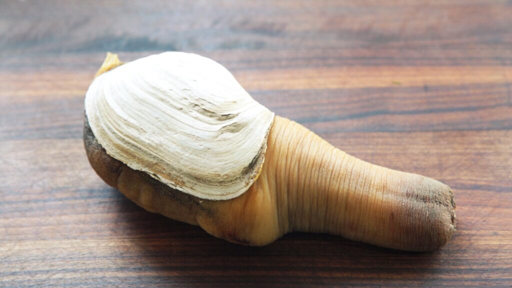 geoduck