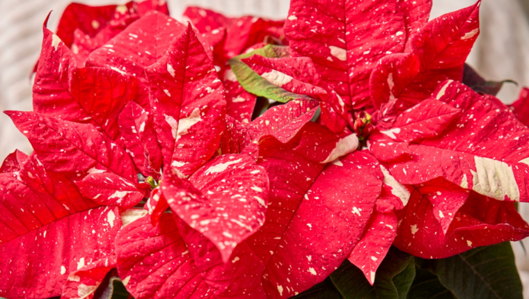 Stella di Natale: storia, scienza e mito della regina delle feste - immagine di copertina