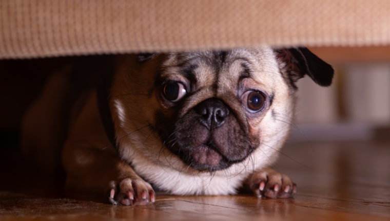 Capodanno e pets: come proteggerli dai botti e fuochi - immagine di copertina