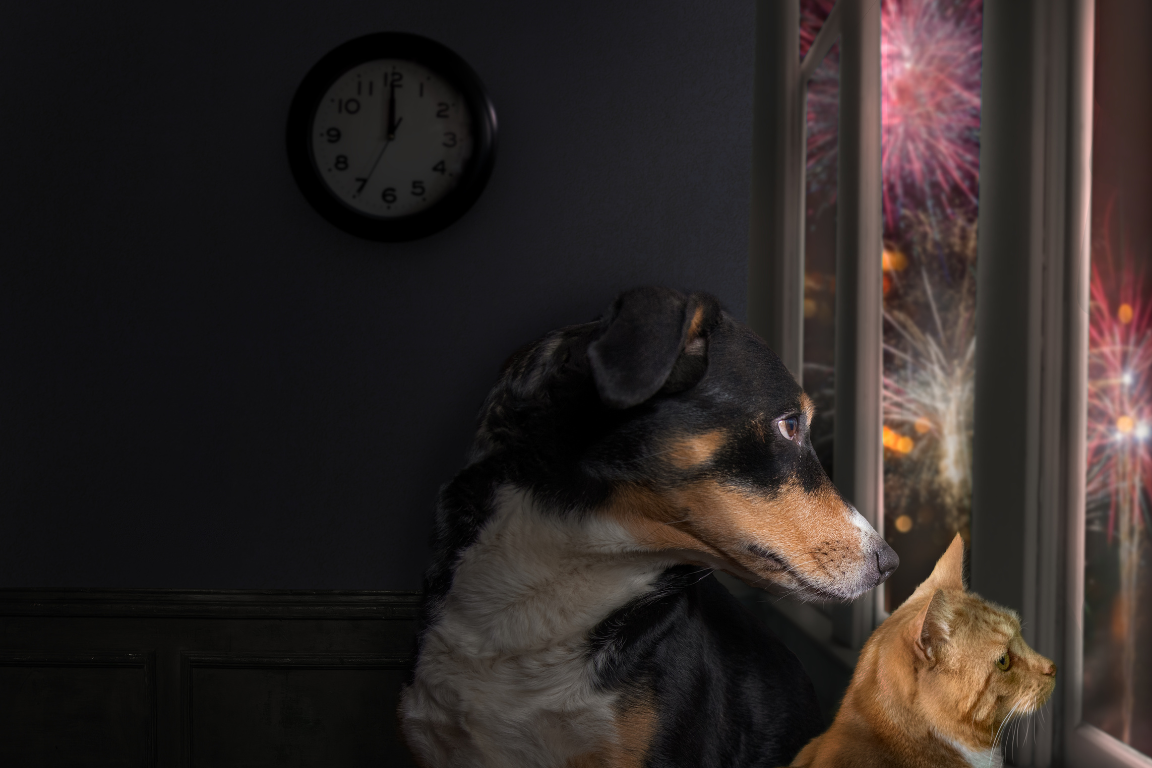 capodanno e pets