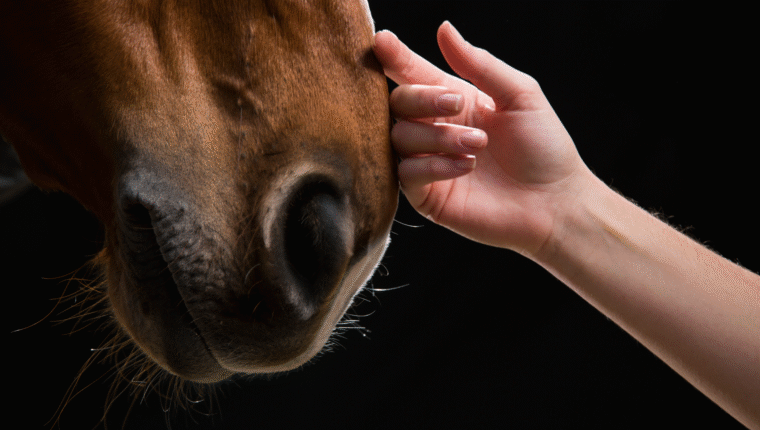 Ferratura del cavallo: quando è necessaria e cosa sapere - immagine di copertina