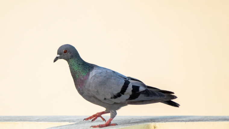 Piccioni spia: la Russia lancia biodroni con chip neurali - immagine di copertina