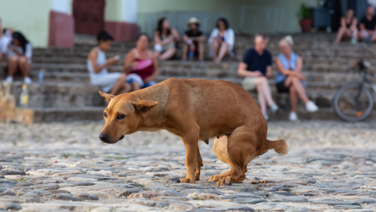 Maleducazione civica: i peggiori comportamenti che irritano tutti - immagine di copertina