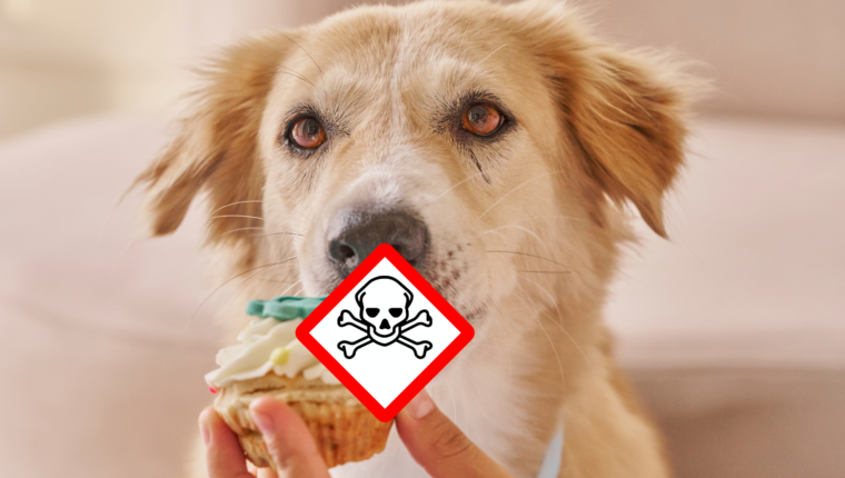 14 alimenti pericolosi per il tuo cane - immagine di copertina