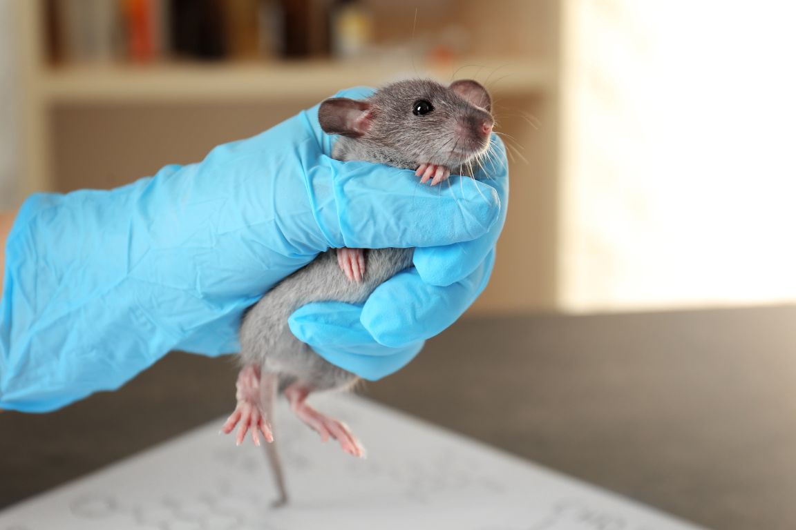 Polmone umano su chip