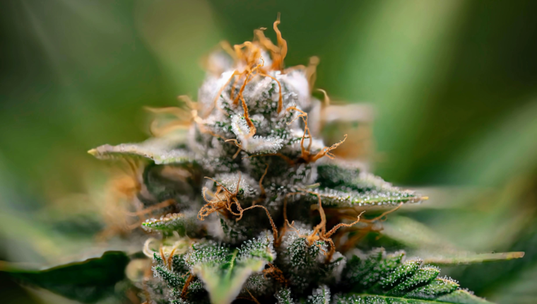 THC e paranoie: perché a una certa età non lo reggi più - immagine di copertina