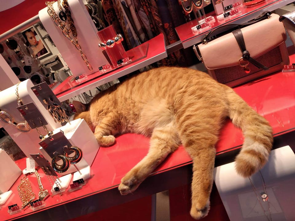 rossini dorme