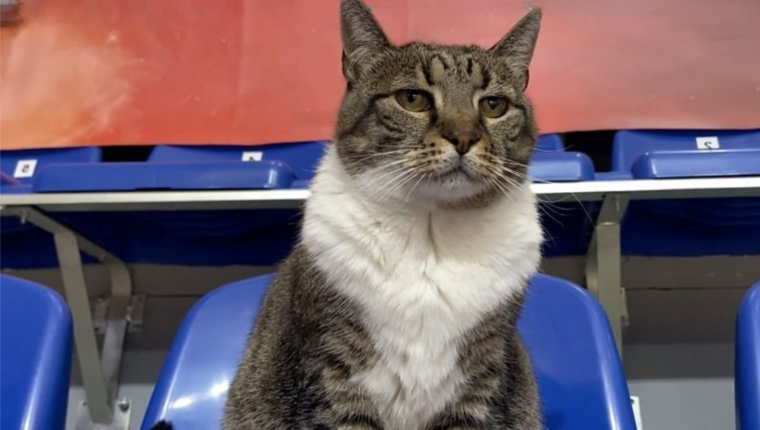 Addio a Ljubica, la gatta simbolo del basket serbo - immagine di copertina