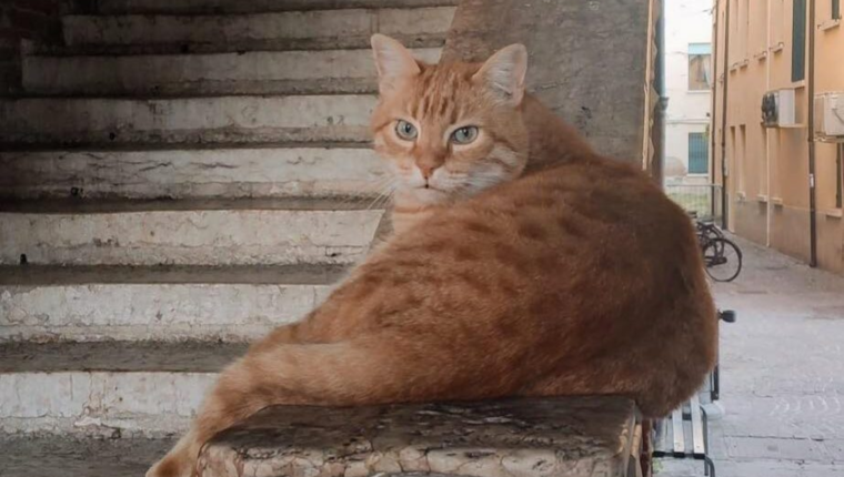 Addio al gatto Rossini di Rovigo, ma non mancano le polemiche - immagine di copertina
