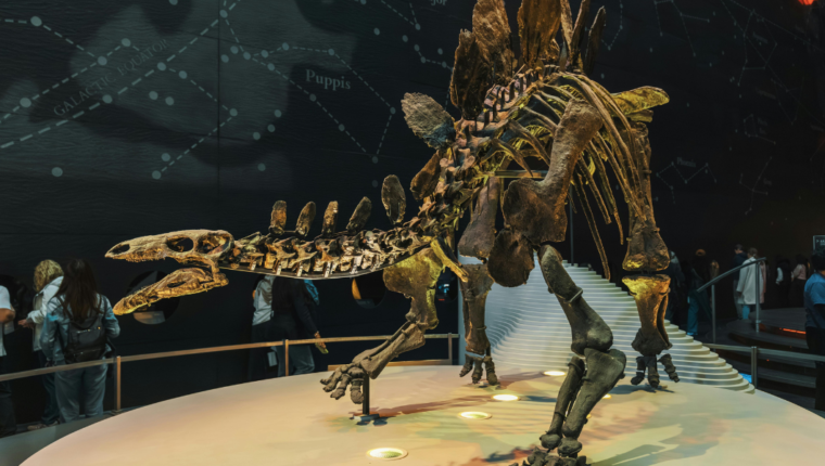 Dinosauri: come ci raccontano la loro storia attraverso i fossili - immagine di copertina