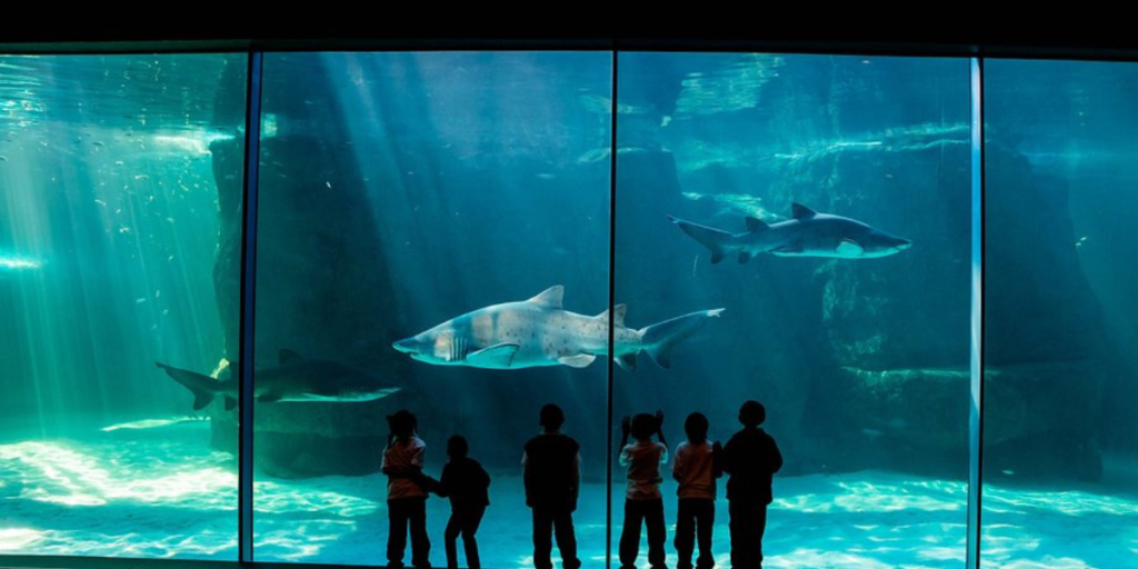 squali balene zoo acquatico