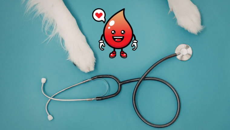 Cani e gatti che donano il sangue: a Pisa una piccola rivoluzione è in atto - immagine di copertina