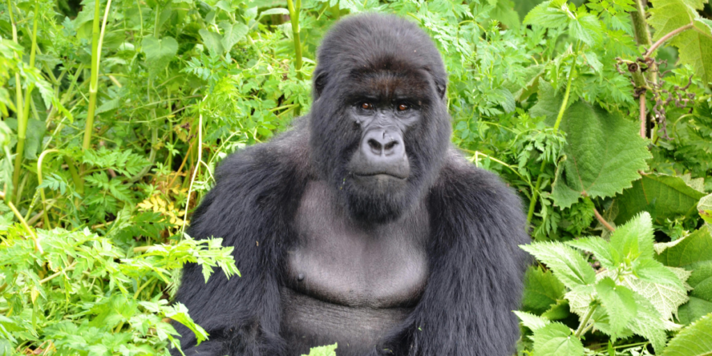 trekking gorilla