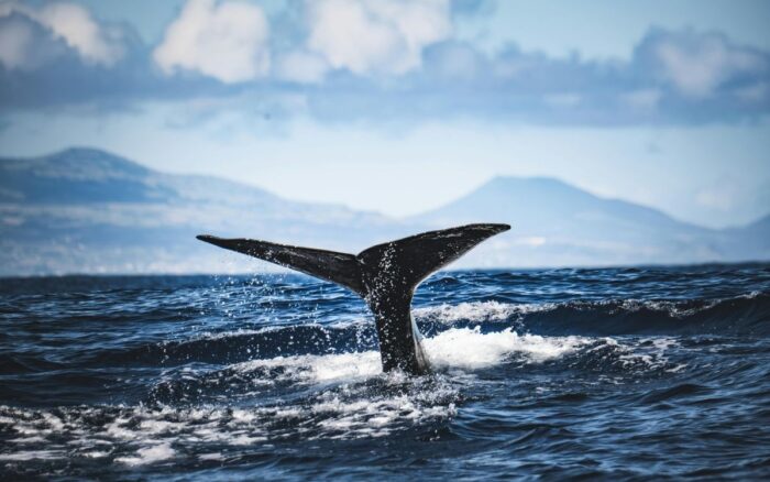 L&rsquo;incredibile testimonianza del parto di un capodoglio