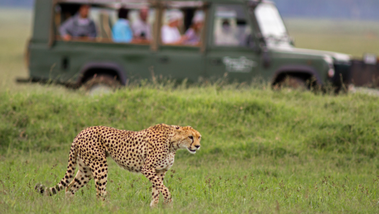 Wild Experiences: le esperienze da provare almeno una volta nella vita - immagine di copertina