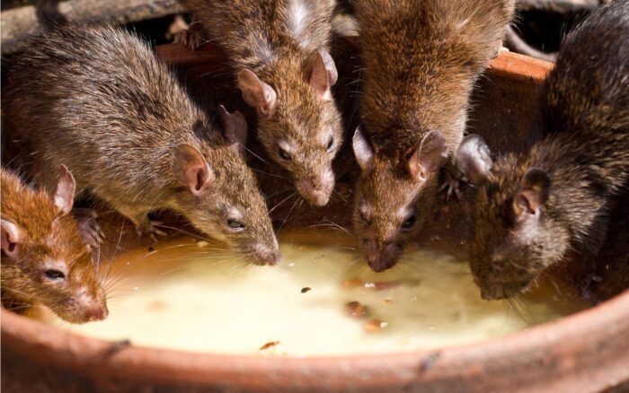 Hantavirus: facciamo chiarezza