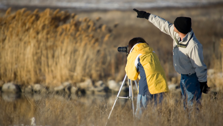 Birdwatching: perché alcune persone lo praticano nelle discariche e in altri posti assurdi - immagine di copertina