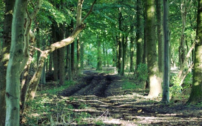 Amsterdamse Bos: la gigantesca foresta artificiale costruita sotto il livello del mare