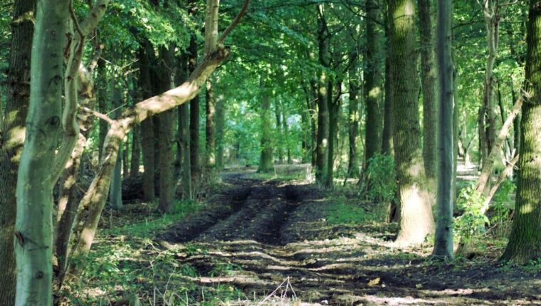 Amsterdamse Bos: la gigantesca foresta artificiale costruita sotto il livello del mare - immagine di copertina