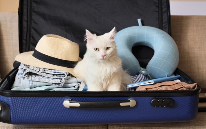 Portare il gatto in vacanza non &egrave; sempre la scelta giusta