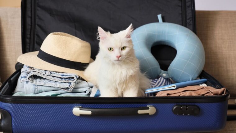 Portare il gatto in vacanza non &egrave; sempre la scelta giusta - immagine di copertina