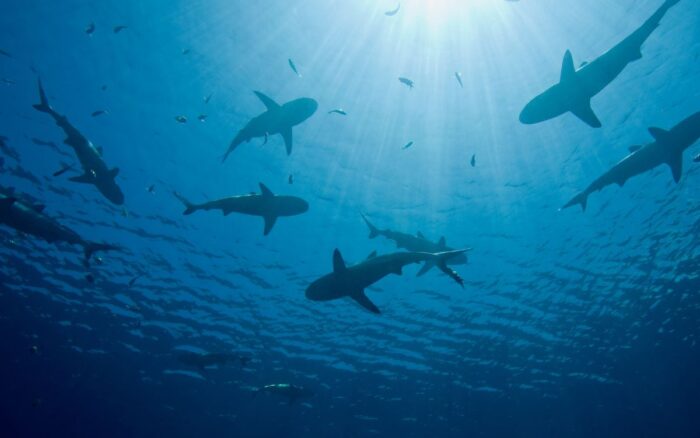 Chi ha paura dello squalo cattivo? Ecco le 10 spiagge al mondo pi&ugrave; infestate dagli squali