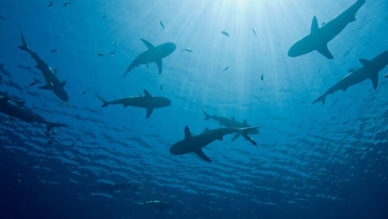 Chi ha paura dello squalo cattivo? Ecco le 10 spiagge al mondo più infestate dagli squali - immagine di copertina