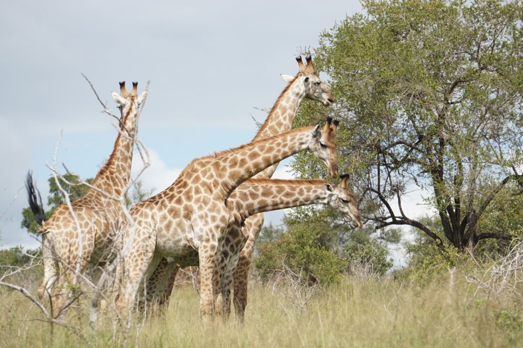 safari sudafrica