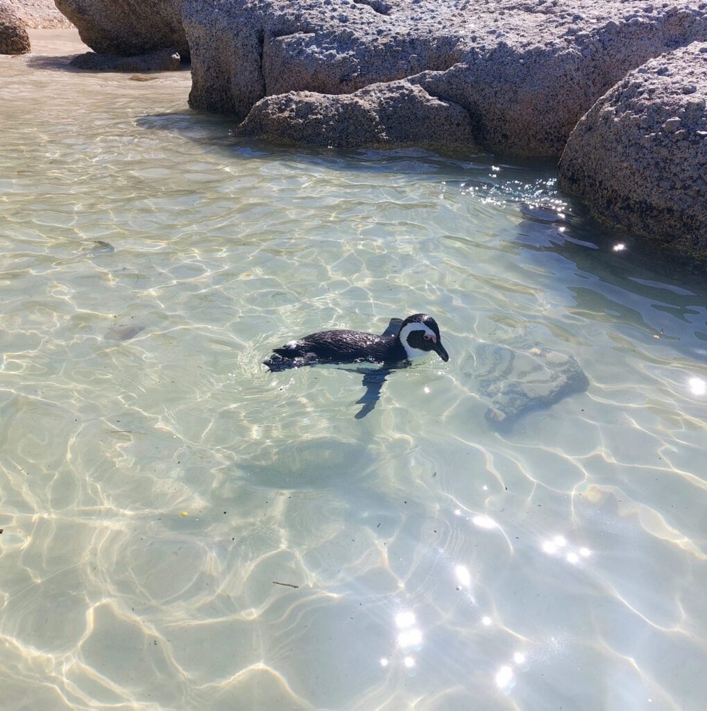 pinguino sudafrica