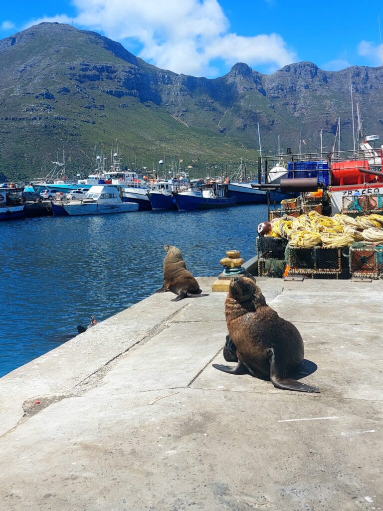 foca sudafrica