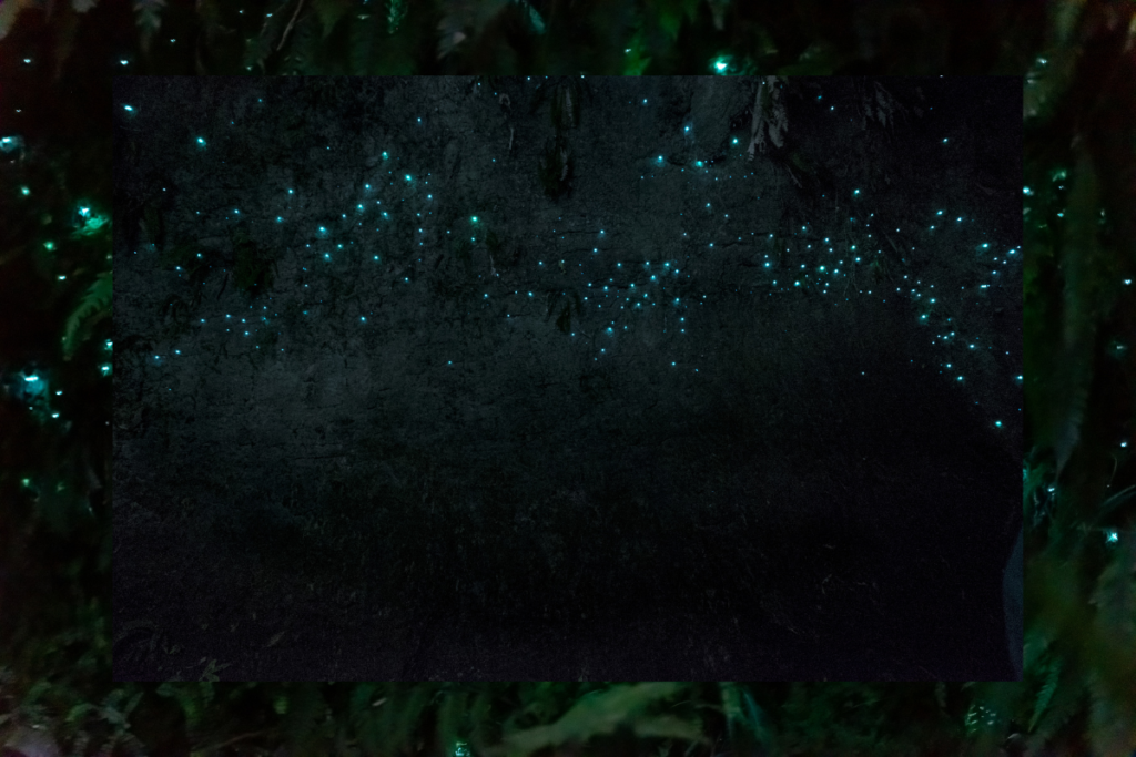 Waitomo Glowworm Caves, Nuova Zelanda